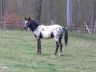 absolut_2012-04_05.jpg