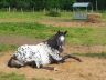 absolut_2012-05_01.jpg