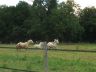 Opaline, Sunshine et Valmy, juin 2006