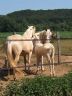 Opaline, Sunshine et Valmy, juillet 2006
