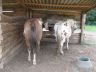 Diamond et Valmy, juillet 2007