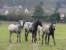 Les poulains, janvier 2011