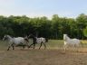 Les juments, mai 2011