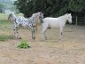 Sully et Shenoa, mai 2011