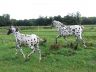 chevaux_2011-08_02.jpg