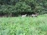 chevaux_2011-08_03.jpg