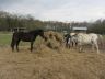 chevaux_2012-04_01.jpg