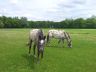 chevaux_2013-05_01.jpg