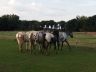 chevaux_2015-08_01.jpg