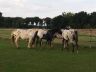 chevaux_2015-08_02.jpg