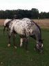 chevaux_2015-08_03.jpg