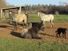chevaux_2015-12_01.jpg