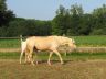 Opaline, juin 2006