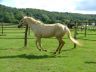 Opaline, août 2006