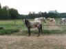 Ruby, juin 2006