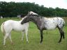 Shenoa et Ruby, juillet 2007