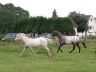 Shenoa et Ruby, juillet 2007