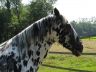 Sully, juin 2006