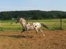 Sully, juin 2006