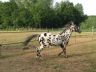 Sully, juin 2006