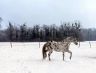 sully_2013-01_03.jpg