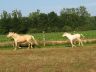 Opaline et Sunshine, juin 2006