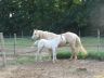 Sunshine et Opaline, juin 2006