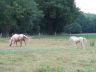 Opaline et Sunshine, juin 2006