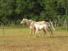 Opaline et Sunshine, juin 2006