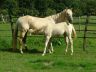Opaline et Sunshine, août 2006